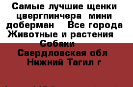 Самые лучшие щенки цвергпинчера (мини доберман) - Все города Животные и растения » Собаки   . Свердловская обл.,Нижний Тагил г.